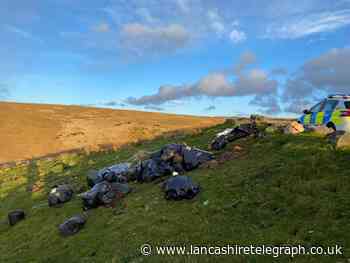 Numerous black bin bags full of leftover cannabis plants dumped on East Lancashire moorland