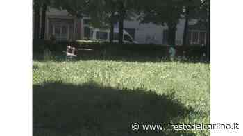 Giochi nascosti dall’erba e degrado nel parco - il Resto del Carlino