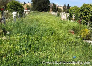 Roma, cimitero Flaminio, defunti sepolti…due volte: l’erba alta “inghiotte” le tombe (FOTO) - Il Corriere della Città