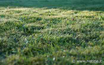 Come tagliare l’erba del giardino velocemente e senza fatica - Notizie.it