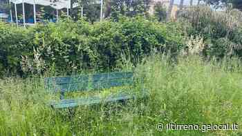 Seimila euro di appalto per tagliare erba e siepi - Il Tirreno