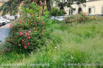 "Nelle aiuole di piazza della Rocca erba da farci il fieno..." - Tuscia Web