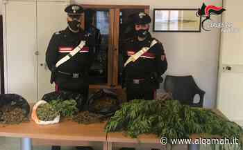 Partinico coltivatore d'erba col reddito di cittadinanza, in manette 59enne - Alqamah