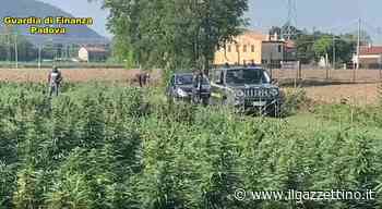 Non erano asparagi, ma canapa: sequestrata una tonnellata di "erba", 49 indagati - ilgazzettino.it