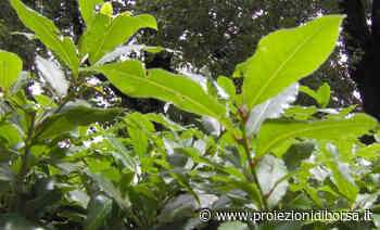 È incredibile la ragione ma tutti stanno utilizzando questa comune erba aromatica come siepe del proprio ... - Proiezioni di Borsa