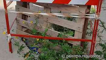 Piazza Mormino, la buca dimenticata dove cresce anche l'erba - La Repubblica