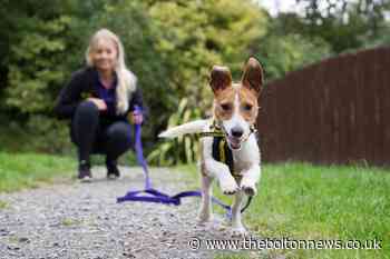 Face-to-face dog training classes return to Bolton