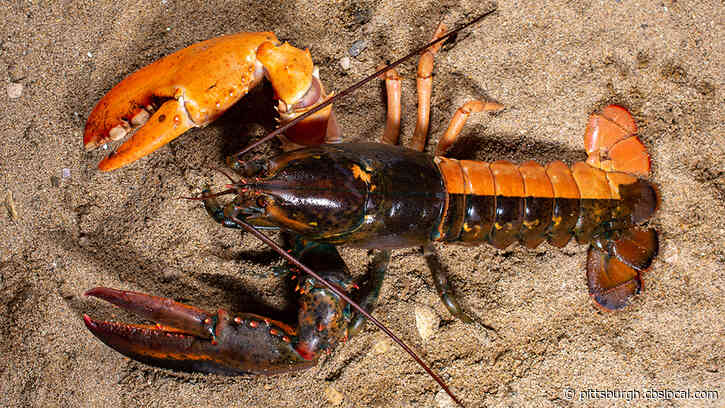 LOOK: Rare Split-Colored Maine Lobster Is A ‘One In 50 Million’ Catch
