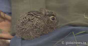 Saskatchewan reminds people to avoid caring for young injured, orphaned wildlife