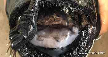 Strange fish with teeth 'like pointed shards of glass' washes up on shore     - CNET