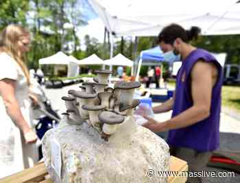 Farmer’s Market offers another reason to visit Forest Park (photos) - MassLive.com