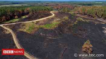 Wareham Forest fire: Picnics not BBQs urged in bid to stop repeat - BBC News