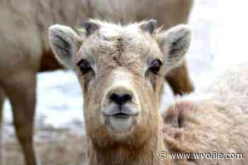 Forest Service moves to weaken bighorn protections in Wyo Range - WyoFile