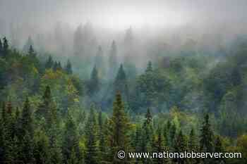The world has regrown enough forest to cover France. We need more - National Observer