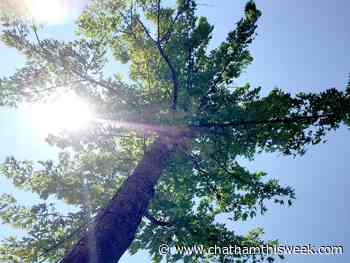 Forest property donated to Norfolk County - Chatham This Week