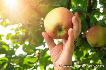 Urban Food Forest to grow in Wetaskiwin’s Montgomery Park - Pipestone Flyer