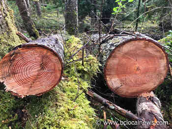 OPINION: Cowichan Valley's Six Mountains Forest: War or Peace-The Choice is Ours – BC Local News - BCLocalNews