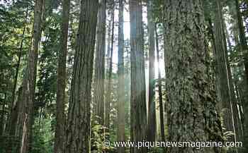 LETTER TO THE EDITOR: Forest industry needs a shake up - Pique Newsmagazine