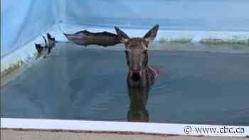 Moose jumps into backyard pool after hopping fence