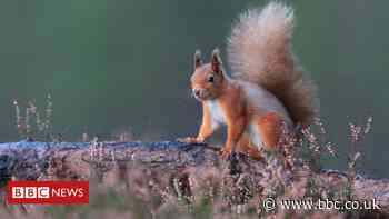 Green light for 'net zero' equivalent for nature