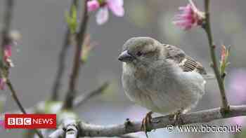 More than a billion sparrows in the world, study finds