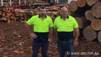 Fear for 75 jobs in small SA town as sawmill fears closure if it can't get logs