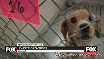 Palm Valley Animal Society Reducing Adoption Fees
