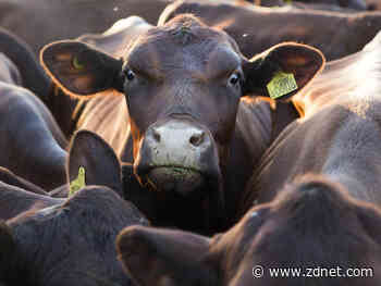 Australia's Ceres Tag converting livestock into IoT devices