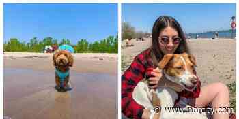 8 Dog-Friendly Beaches Near Toronto Where You Can Enjoy The Sun With Your Pup - Narcity Canada