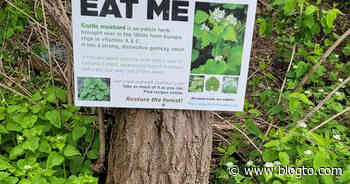 There's an invasive weed taking over Toronto right now that's actually delicious - blogTO