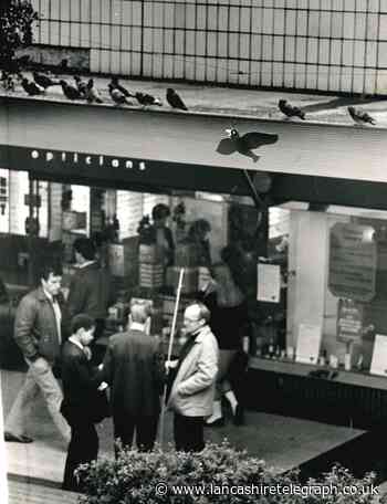 Blackburn's official bird scarer didn’t live up to the name!