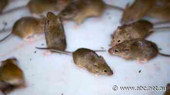 Mouse plague partly blamed for massive Telstra outage