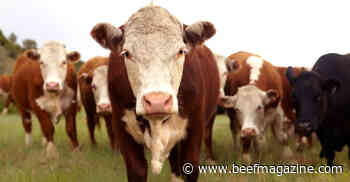 Manage cull cattle to increase profits