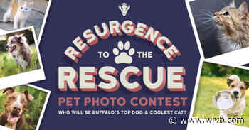 Your cat or dog could be the face of Resurgence's new summer beer