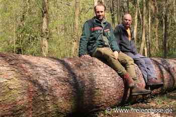 Aus umgestürztem Baum wird XXL-Bank - Freie Presse