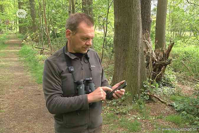 Na aanval buizerd op lopers: eerste hulp bij boze buizerds