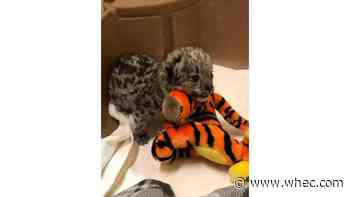 Snow leopard cub at Seneca Park Zoo showing 'more improvement', getting stronger