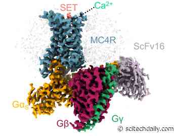The Hunger Games: Scientists Uncover the Secret of the Hunger Switch in the Brain