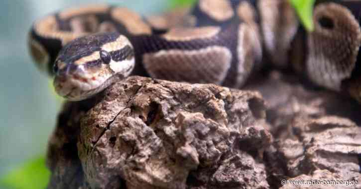Königspython in Tasche gefunden