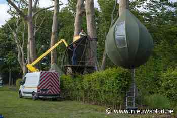 In De Notelaer in Hingene kan je ook dit jaar weer de boom in