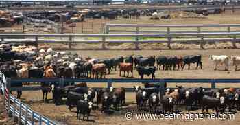 Livestock groups unite on need to address cattle markets