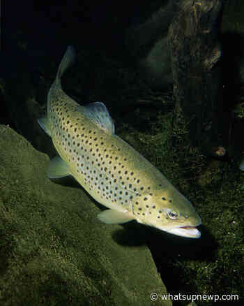 DEM stocking trout in ponds across Rhode Island for Memorial Day Weekend - What'sUpNewp