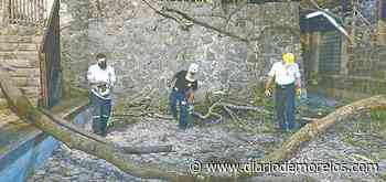 Colapsan dos árboles en Patios de la Estación, Cuernavaca - Diario de Morelos