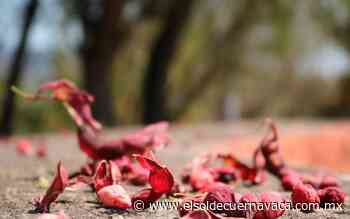 [Animalia] Guamúchil, fruto medicinal - El Sol de Cuernavaca