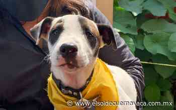 Protectores de animales piden compromisos con agenda animalista - El Sol de Cuernavaca