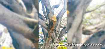 Derriban árbol seco en glorieta La Luna, Cuernavaca - Diario de Morelos