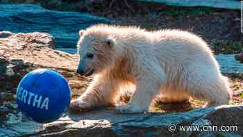 Zoo says baby polar bear's parents are brother and sister
