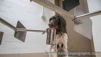 These sniffer dogs are learning to smell the coronavirus - National Geographic