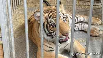 The Houston tiger was found with help from a local businesswoman - CNN