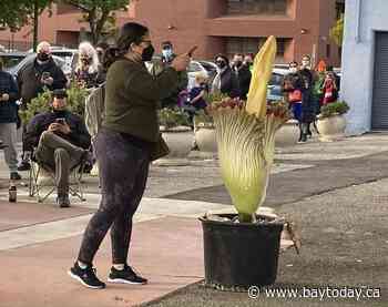 Hundreds in California line up for blooming 'corpse flower'